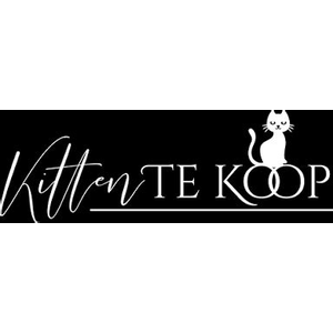 Kitten Te Koop